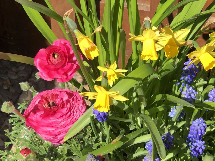 Frühlingsblumen