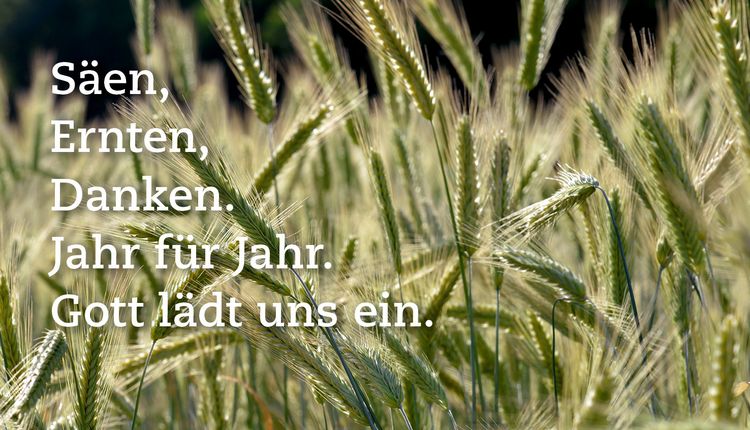 Ähren zu Erntedank