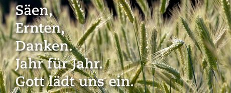 Kornfeld zu Erntedank