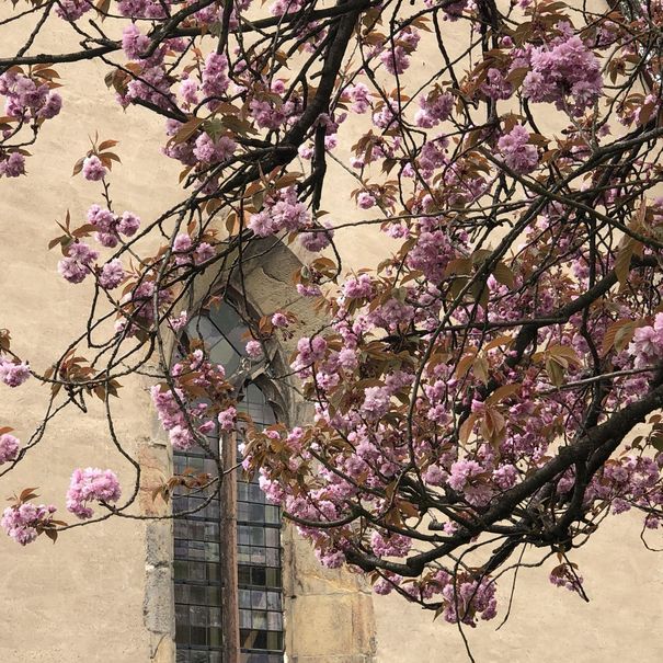 Japanische Kirsche in Blüte