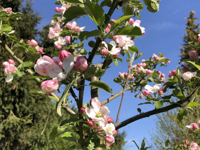 Blühender Apfelbaum "Kaiser Wilhelm" im Pfarrgarten