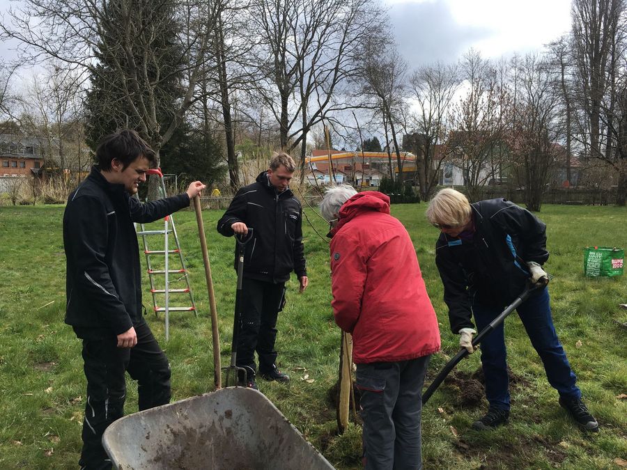 Vier Kirchenvorstandsmitglieder pflanzen einen Birnbaum