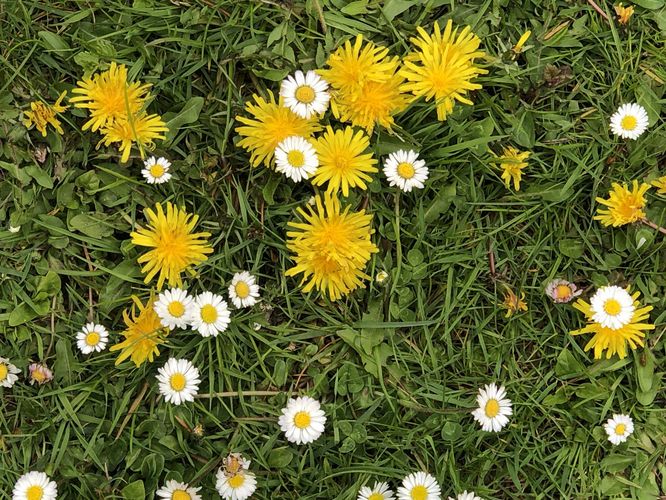 Löwenzahn und Gänseblümchen